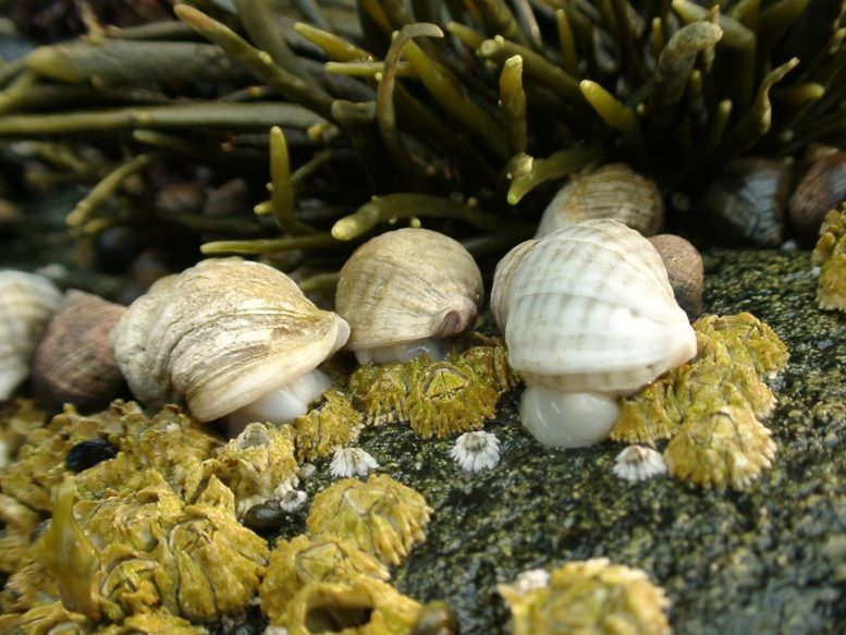 Dogwhelks on Shore of Swan's Island in Maine