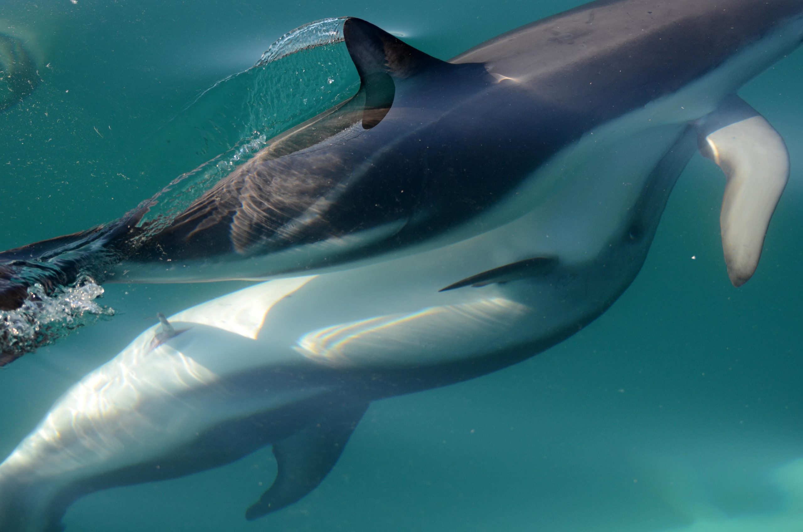 Researchers Discover Dolphin Females Have Working Clitoris – “Surprisingly Similar” to the Shape in Humans - SciTechDaily