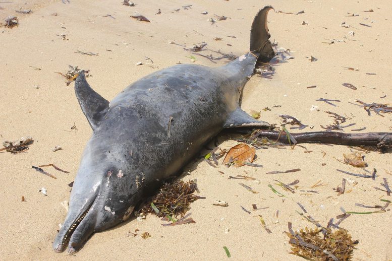 Dolphin Carcass Stranded on Beach