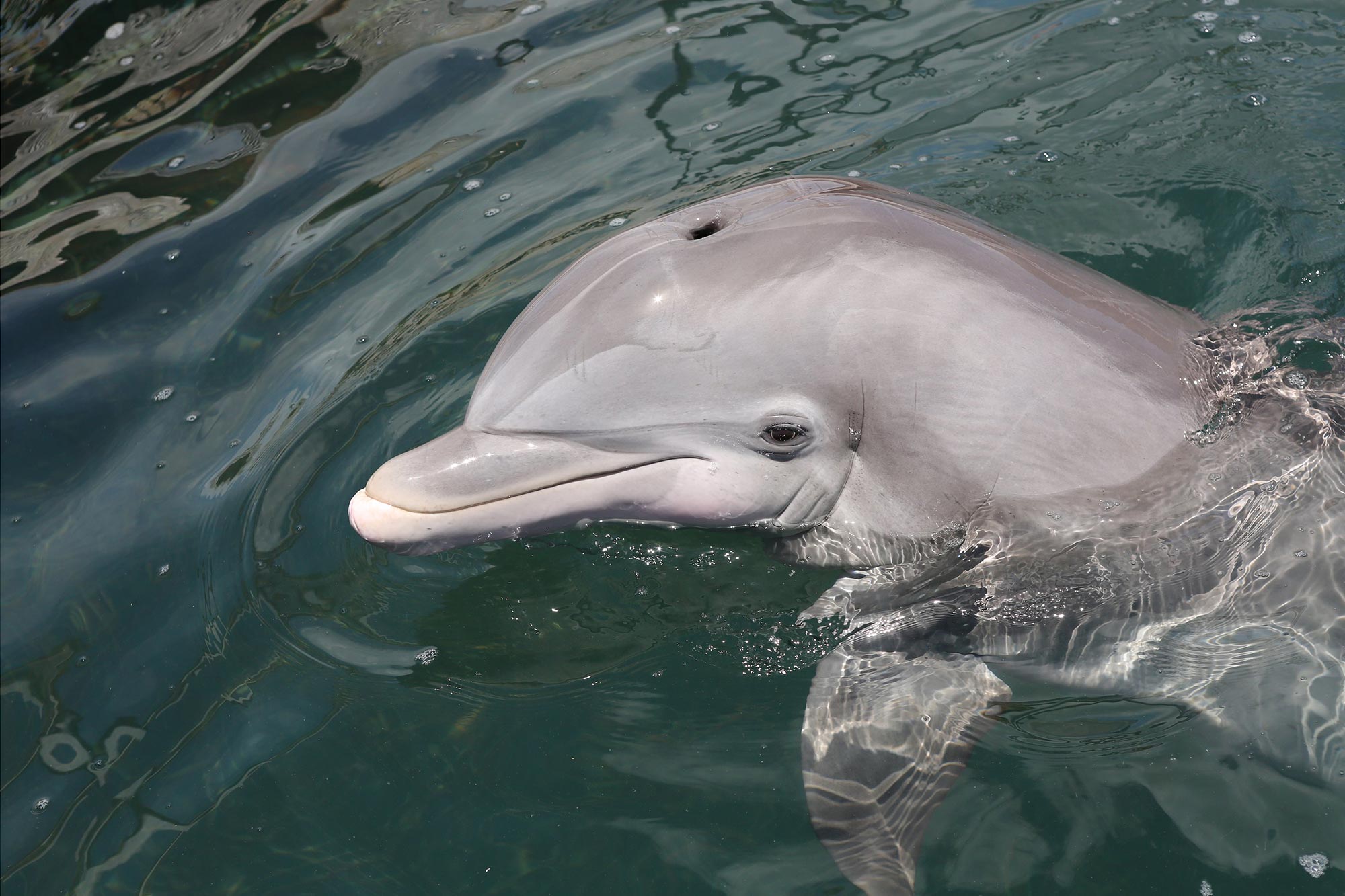 Influenza aviária altamente patogênica foi identificada em um golfinho morto na Flórida