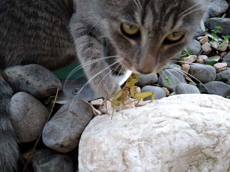 Domestic Cat Preying on Hierodula