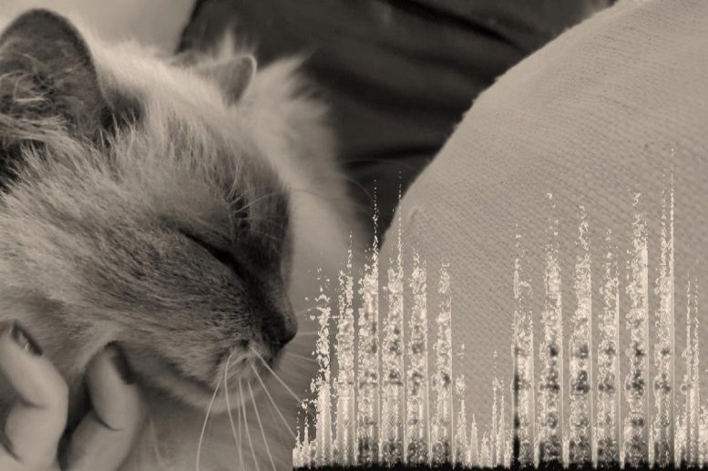 Domestic Cat Purring With Acoustic Sound Analysis