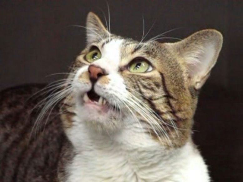 Domestic Cat Showing Flehmen Response