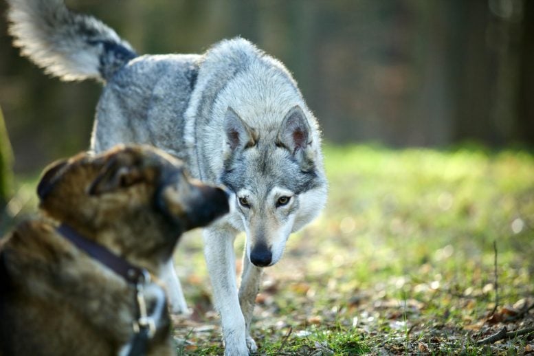 Domesticated Wolf Dog and Brown Shepherd Crossbreed