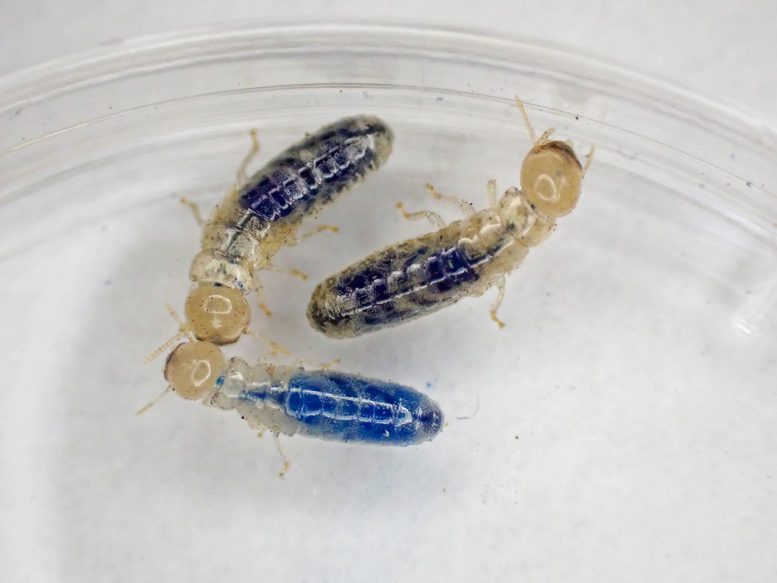 &ldquo;Donor&rdquo; Termites