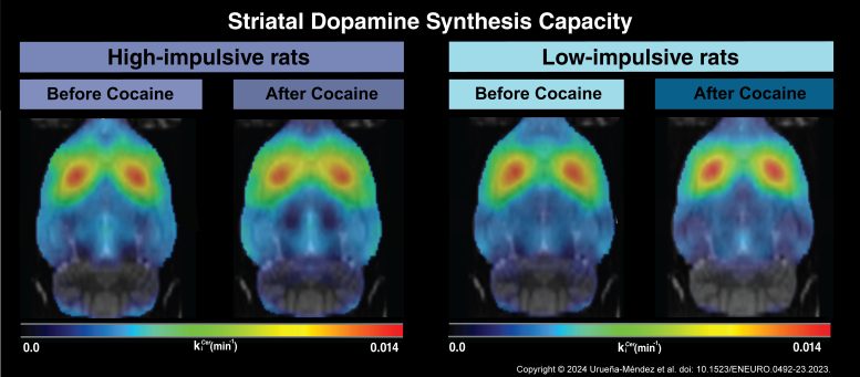 Dopamine Production Is Not Behind Vulnerability to Cocaine Abuse