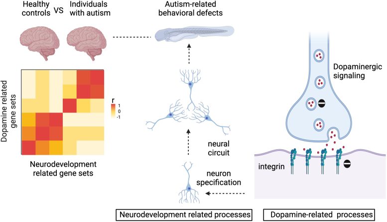 Dopamine Regulates Neuron Specification Graphic