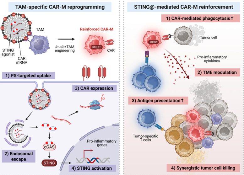 Dormant Immune Cells Awakened Inside Tumors To Attack Cancer