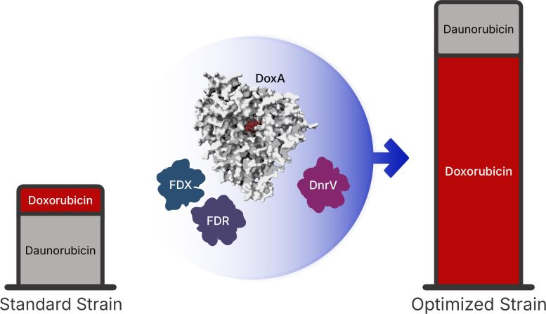 Doxorubicin Production Graphic