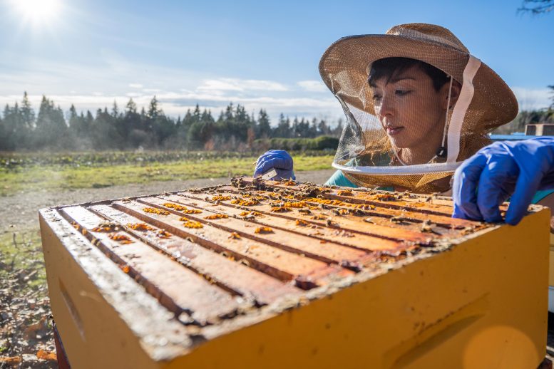 Dr. Alison McAffee Inspects Honey Bee Colony