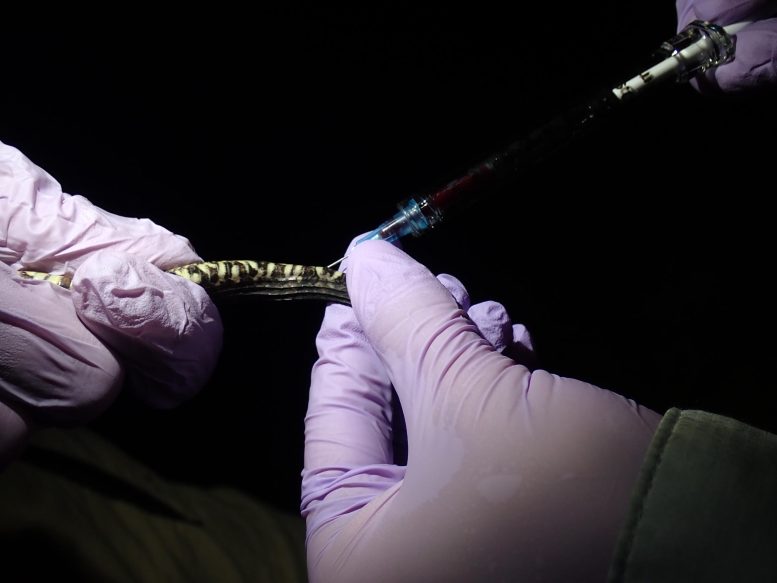 Drawing Blood Sample From Snake