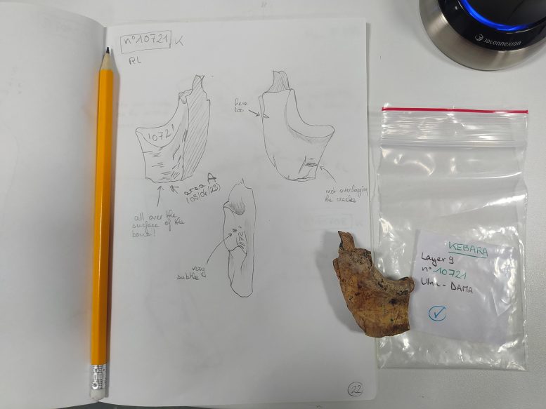 Drawing and Descriptions of Specimen From Kebara
