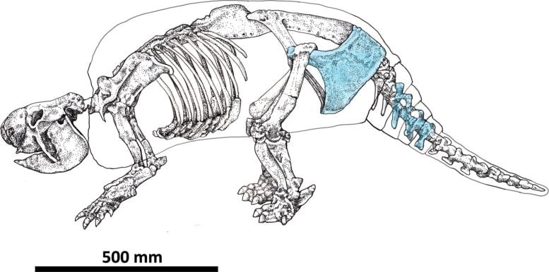 Drawing of a Neosclerocalyptus Skeleton
