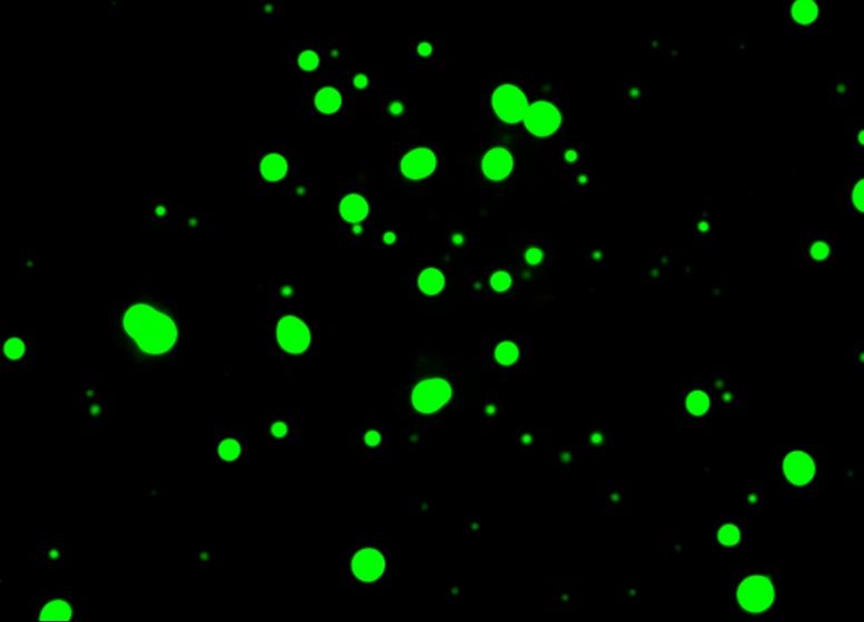 Droplets RNA Lab