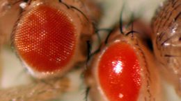Drosophila That Represents One of the Models of Neurodegeneration