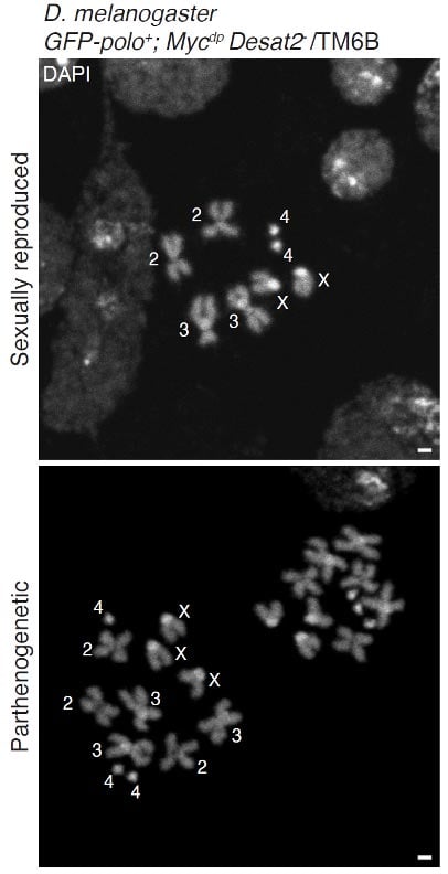 Chromosomes de Drosophila melanogaster se reproduisant par parthénogénétique