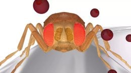 Drosophila melanogaster Fruit Fly