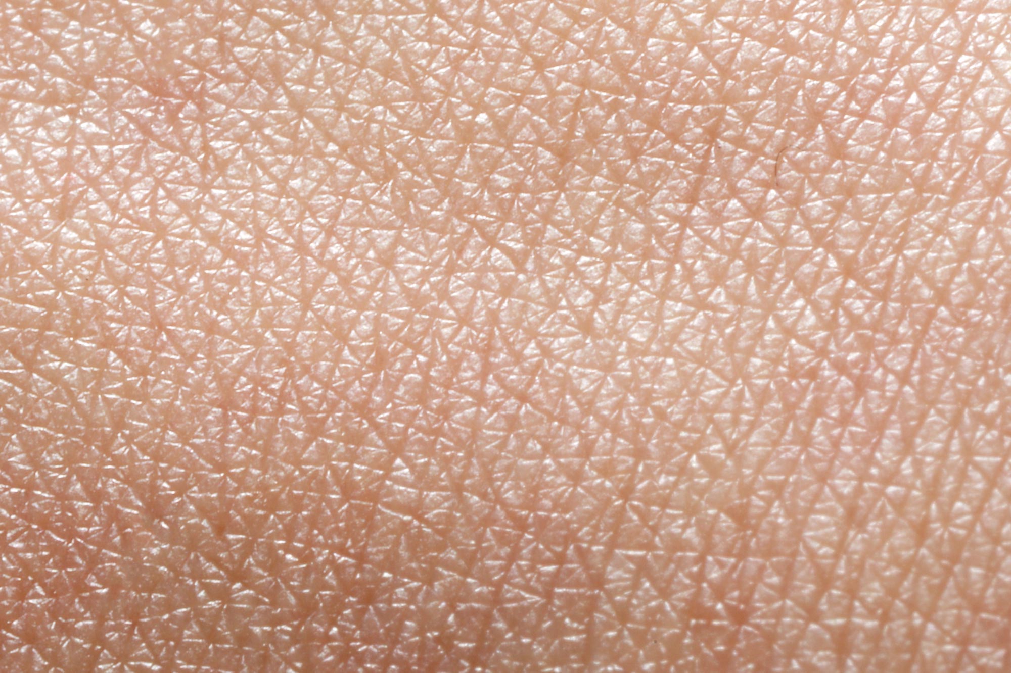 The Secret to Youthful Skin May Be Hidden in a Microscopic Structure We Share With Pigs