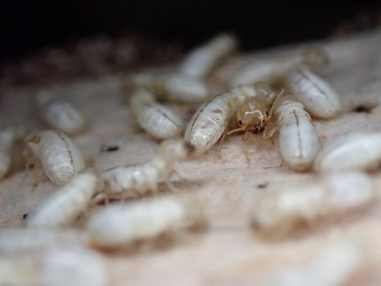Drywood Termite Colony