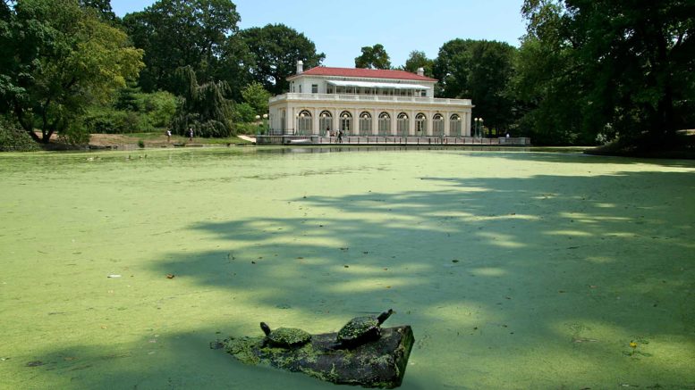 Duckweed at Prospect Park Brooklyn