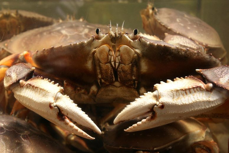 Dungeness Crab Tank