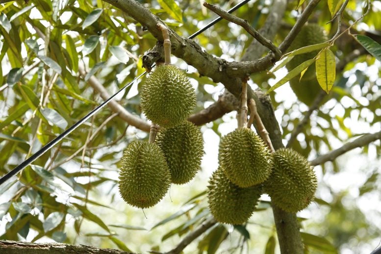 Durian Tree