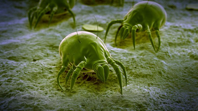 Microscopic Mites That Mate On Our Faces At Night May Soon Become One With Humans 1317