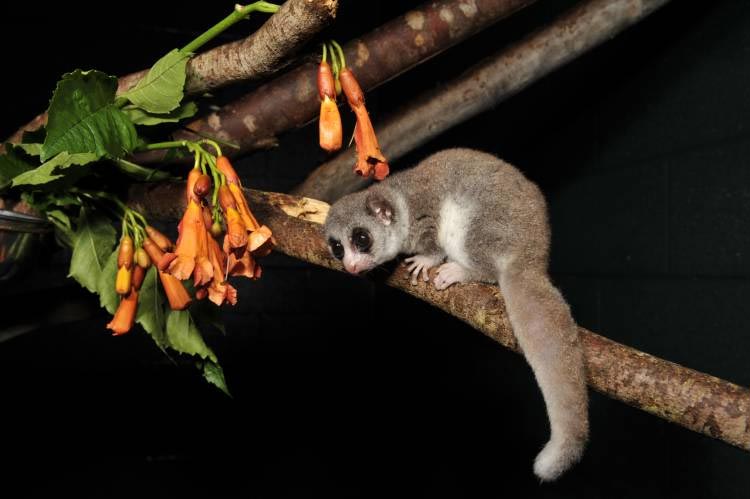 Dwarf Lemur Tree
