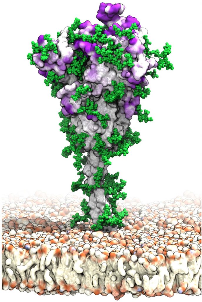 Dynamic Model of SARS-CoV-2 Spike Protein