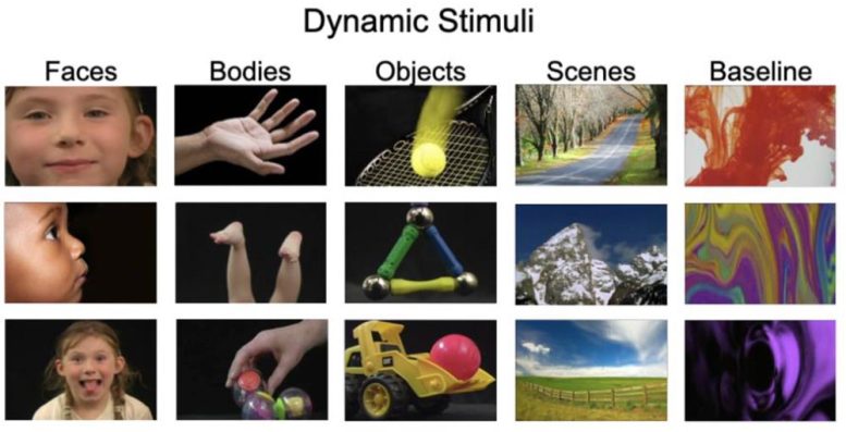 Dynamic Stimuli