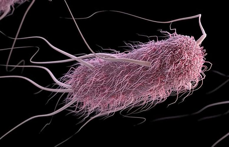 E coli Bacteria Illustration