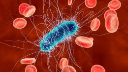 E. coli Bacteria in Blood