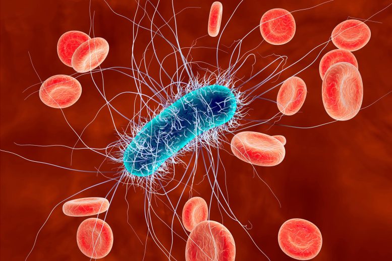 E. coli Bacteria in Blood