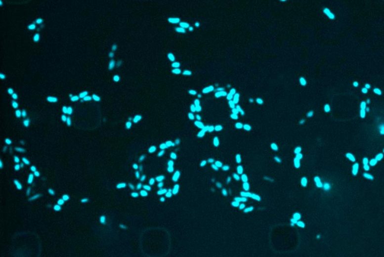E. coli Cells Time-Lapse Microscopy