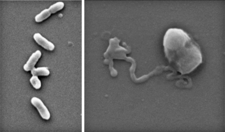 E coli Nanothin Antimicrobial Coating