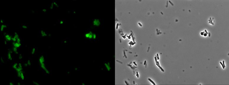 E. coli Sgl-Mediated Cell Lysis