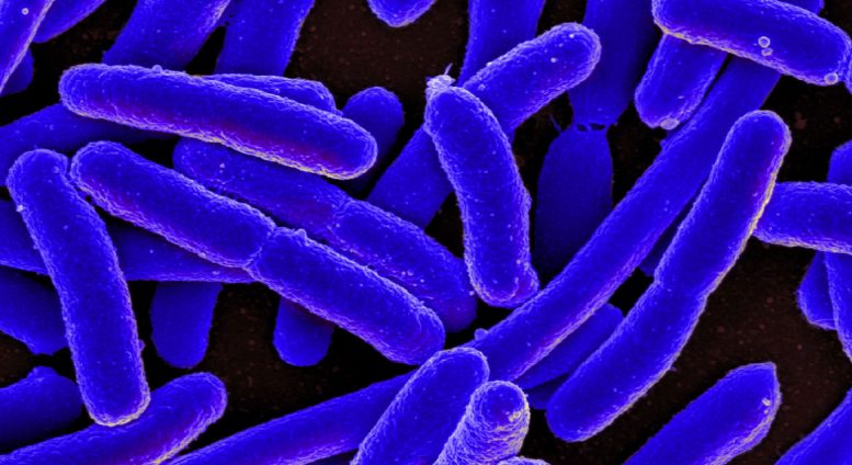 E. Coli Bacteria Could Be The Key To Efficient Carbon Capture and Recycling