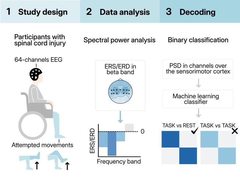 EEG Monitoring Device Brain Signals Spinal Cord Stimulator