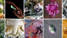 ESF Lists Top 10 New Species for 2018