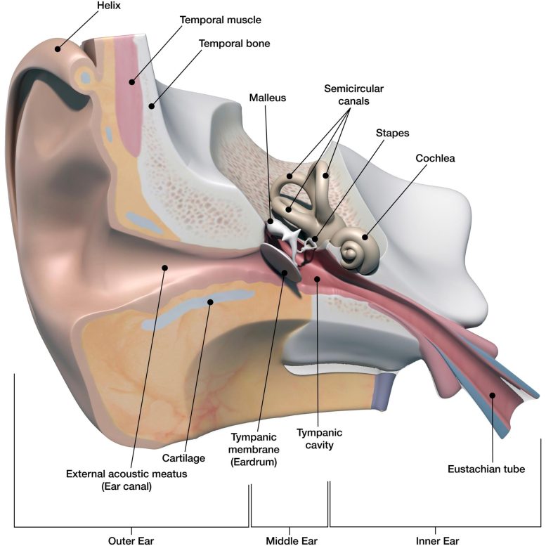 Anatomia dell'orecchio etichettata