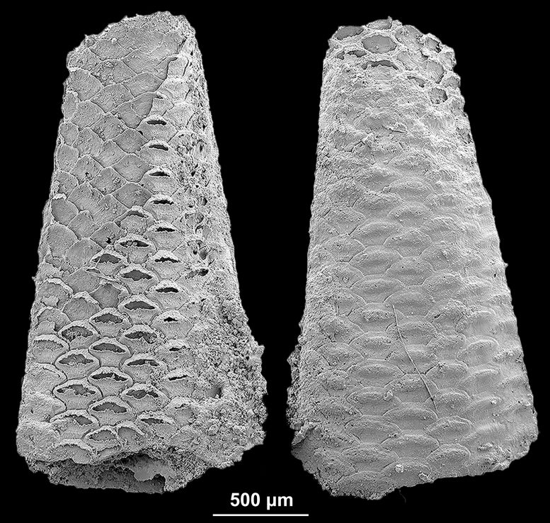 Early Cambrian Bryozoan Colony Fossil