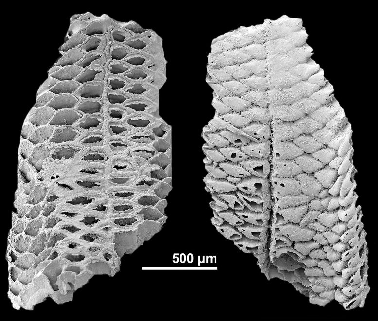 Early Cambrian Bryozoan With Preserved Soft Tissue