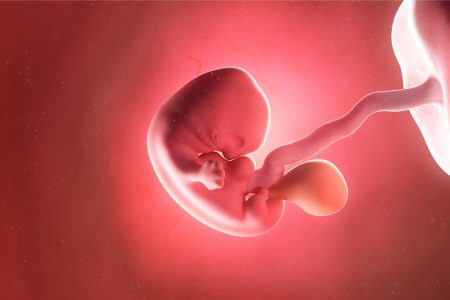 The Mysteries of Human Development: Researchers Decipher Key ...