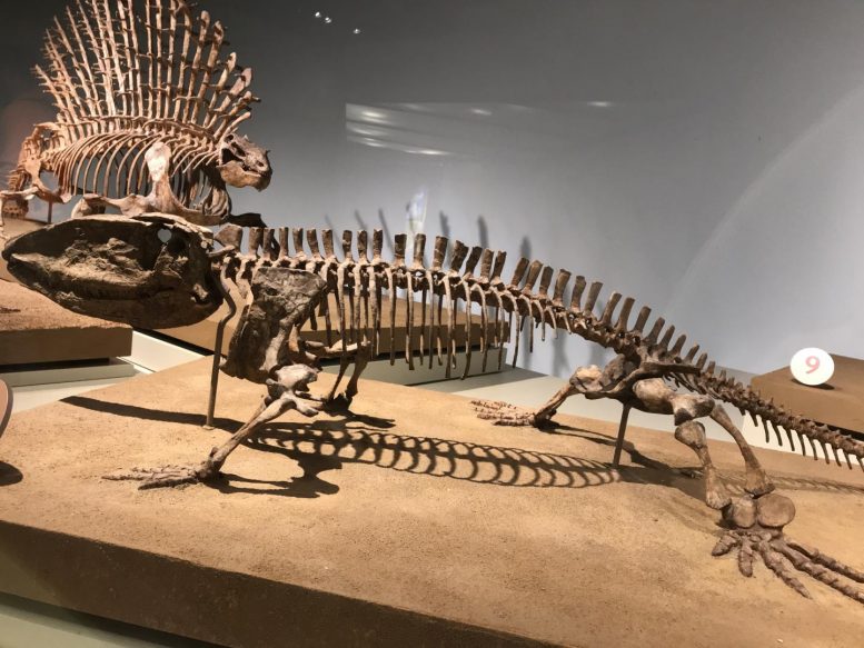 Early Mammal Relative Ophiacodon