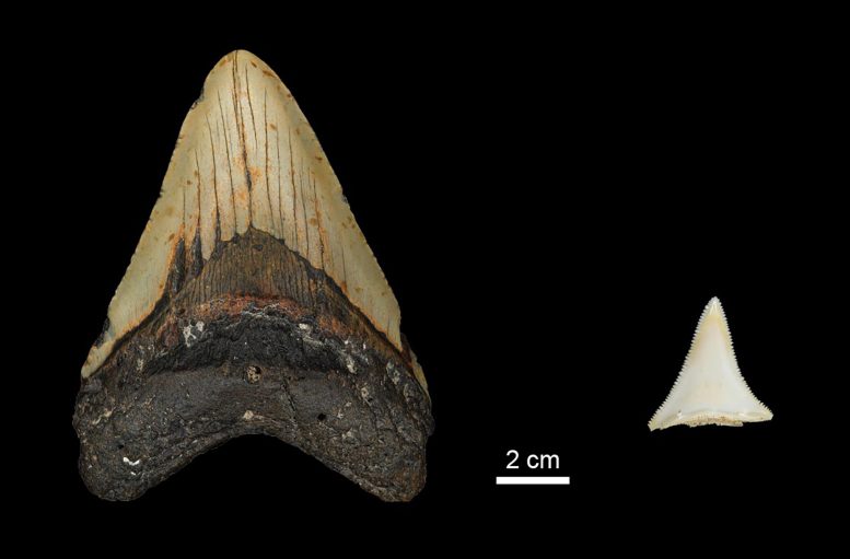 Early Pliocene Otodus Megalodon and Modern Great White Shark Tooth Comparison