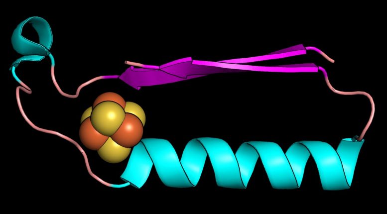 Early Protein Fold
