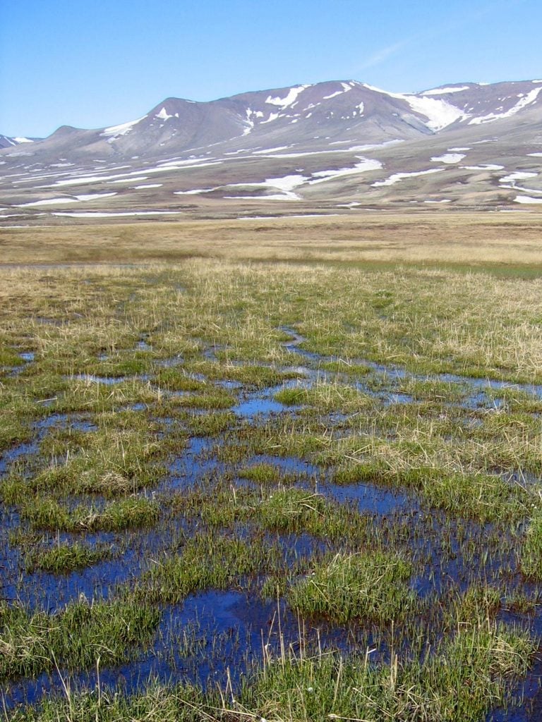 Early Spring Arctic Tundra