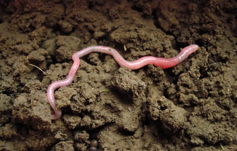 Earthworm in Soil