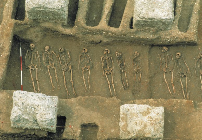 East Smithfield Plague Pits Skeletons