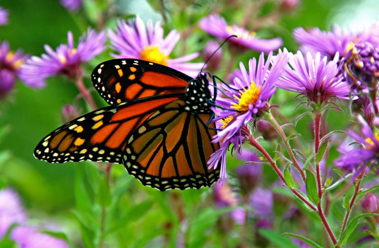 Eastern Monarch Butterfly